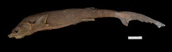 Media type: image;   Ichthyology 35070 Aspect: lateral,description